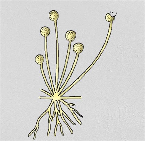 How do Organisms Reproduce Class 10 Notes | Reproduction class 10 notes ...