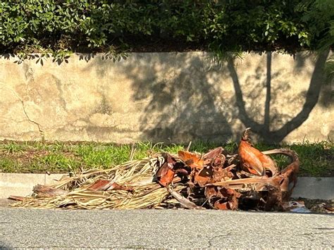 Why LA's Iconic Palm Trees Keep Shedding And How You Can Dispose Of ...