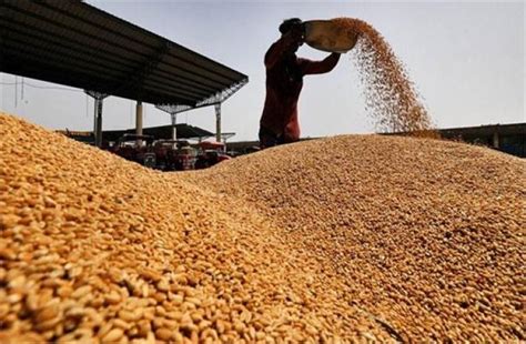 Wheat procurement crosses 142 lakh tonnes; Haryana leads with maximum ...