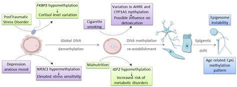 Dynamic Signatures of the Epigenome: Friend or Foe?