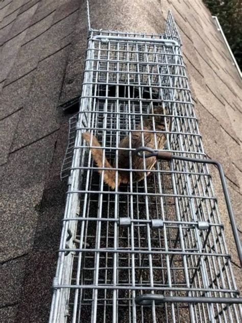 Traps for Chipmunks Home Depot 的图像结果