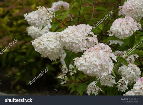 White Panicle Hydrangea Peegee Stock Photo 2235261849 | Shutterstock