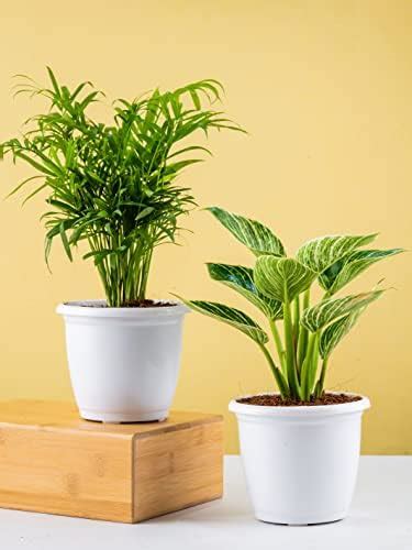 Nurturing Green® Chamaedorea Palm Plant with Pot for Home | Indoor Live ...