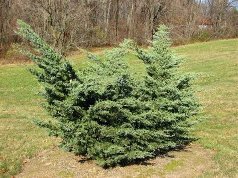 Juniperus virginiana 'Blue Mountain' - Blue Mountain eastern redcedar ...