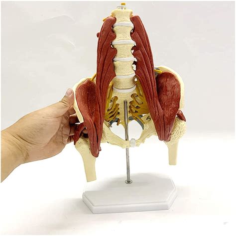 Anatomy Model Pelvis Muscle Model Anatomy Female Pelvis Model Medical | Desertcart SINGAPORE - Vermomatanu M Anatomy