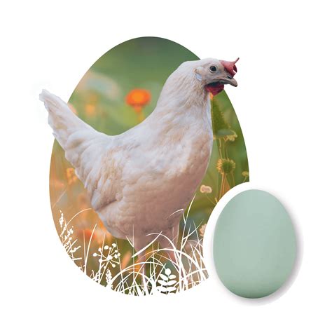 Easter Egger Chickens For Sale | Freedom Ranger Hatcheries