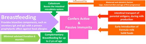 The Effect of Breastfeeding on Food Allergies in Newborns and Infants