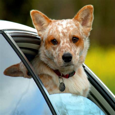 Is It Normal For A 3 Month Old Female Puppy To Hump