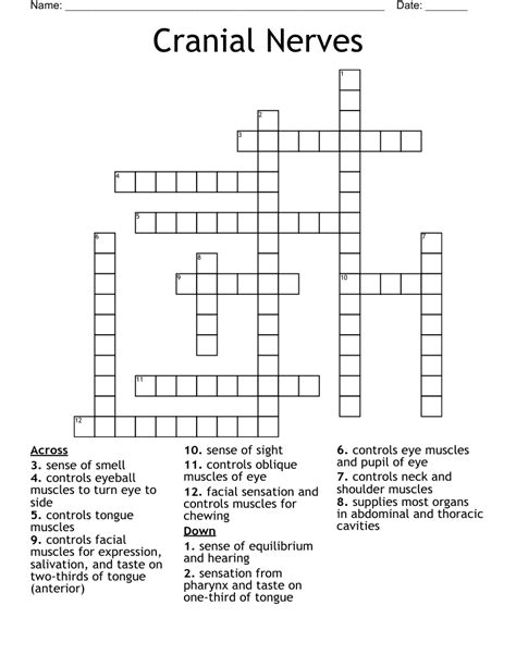 Cranial Nerves Crossword - WordMint
