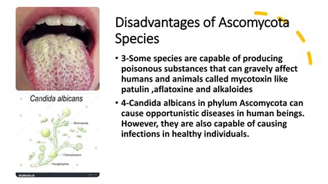 ASCOMYCOTA.pptx microbiology..,,,,,,,,,,,,,,, | PPTX