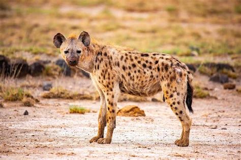 The Hyena - Habitat, Behavior & Interesting Facts