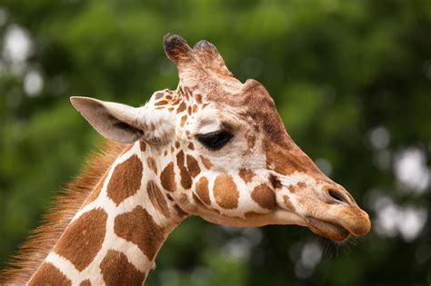 Does Every Giraffe Have Their Own Pattern of Spots? | Animals - mom.me
