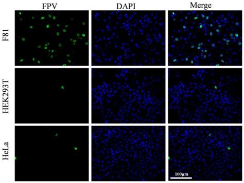 The Giant Panda Transferrin Receptor Facilitates Feline Parvovirus ...