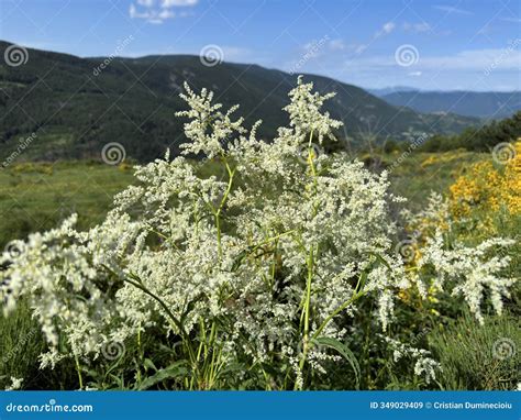 White Summer Flowers on the Meadow Stock Image - Image of field, flower ...