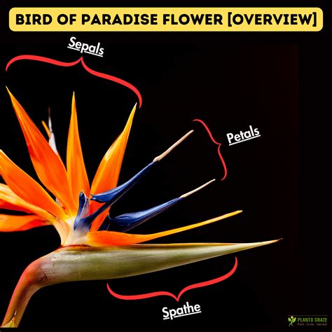 Signs Of Underwatering Bird Of Paradise at Callum Coombes blog