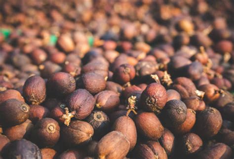 Coffee Processing Technology 的图像结果