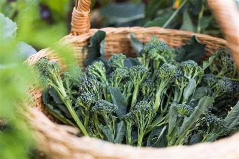 How To Grow Tenderstem Broccoli at Mark Briganti blog