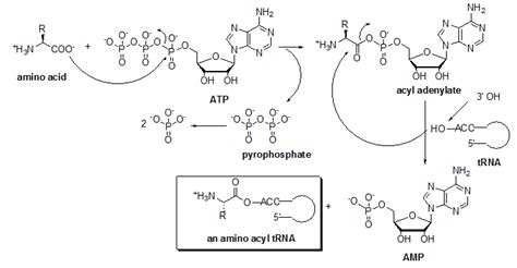 Figure 4. Mechanism for amino acyl tRNA synthetase-the enzyme that ...