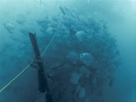 CHAKRA DIVERS PONDY (2026) All You Need to Know BEFORE You Go (with ...