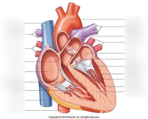 Image result for Cardiac System Explained Simple Beginners