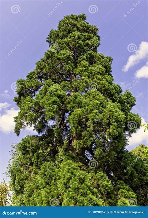 Libocedrus Decurrens Known As Calocedrus Decurrens or California ...