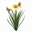 Image result for Daffodil Pictures to Print