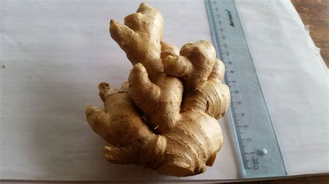 Kión en Agroexportaciones Llacta S.A.C de Perú - ppfam.com