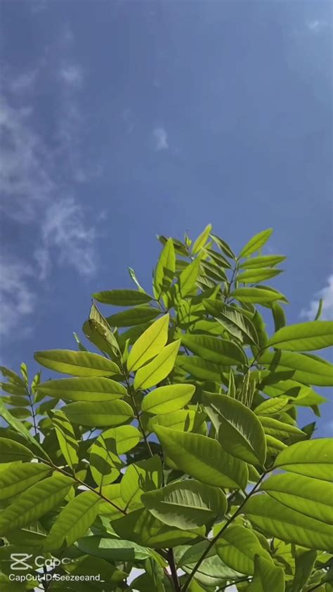 cinematickit-com-ical-capcut-template-6 : CinematicKit.com : Free ...