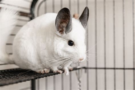 What Are Chinchillas Like As Pets