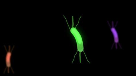 Image result for Bacteria Reproduction Animation