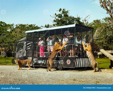 Feeding of Tigers at Safari World Zoo in Bangkok Editorial Stock Photo ...