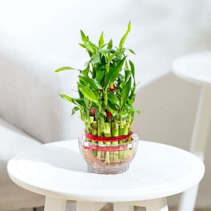 UGAOO Three Layer Bamboo Plant Price in India - Buy UGAOO Three Layer ...