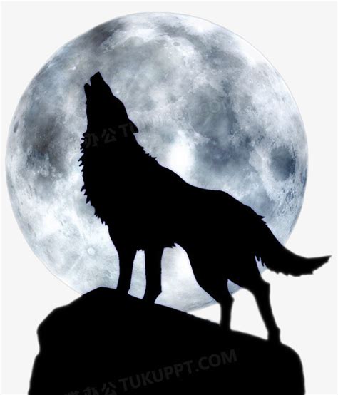 遇到狼的那一夜，月光又冷又亮