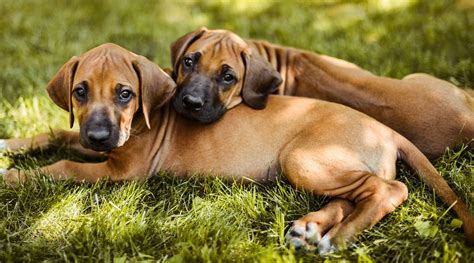 Rhodesian Ridgeback Puppies For Sale 2024 - Rhodesian Ridgeback Breeder ...