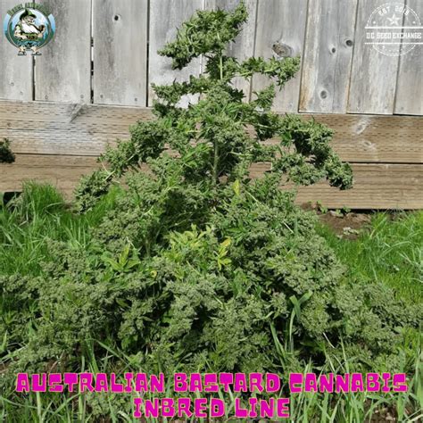 Best smallest and unobtrusive plant to grow outdoors? | Rollitup