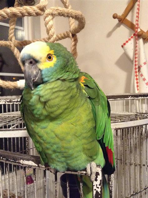 Blue-fronted Amazon Care Sheet - Birds Coo