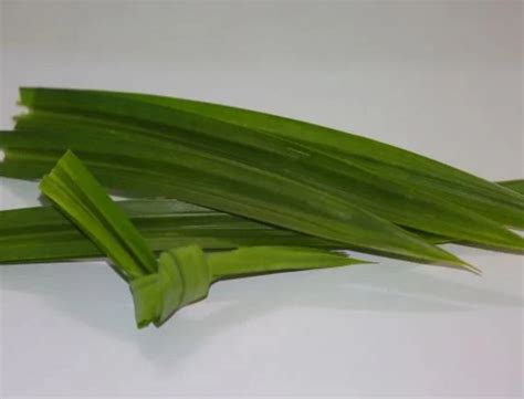 manfaat rebusan air kelapa tua