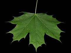 Image result for Maple Leaf