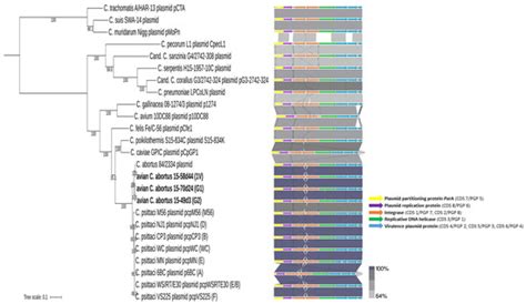 Whole Genome Sequencing and Comparative Genome Analyses of Chlamydia ...