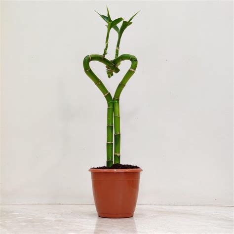 Lucky Bamboo Plant Care: Easy Indoor Growing Tips for Health & Harmony ...