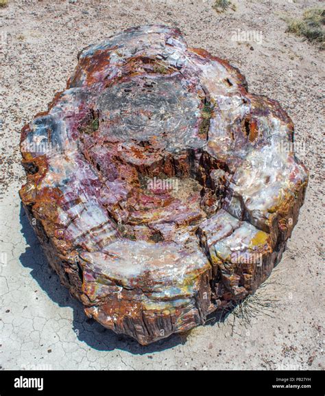 Petrified wood, Petrified Forest National Park, Arizona Stock Photo - Alamy
