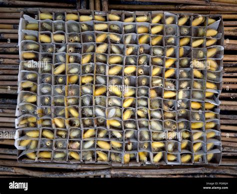Thailand silkworm production farm with silk worm cocoon and silkworm ...