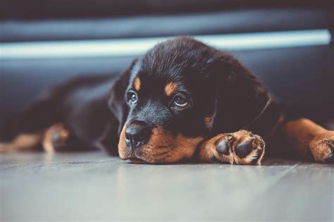 Learn All About The Lovely Long Haired Rottweiler