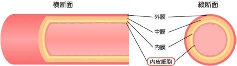 Image result for Distribution Function Plot Form