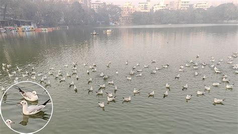 Thane’s Masunda Lake Comes Alive As Migratory Seagulls Arrive From ...