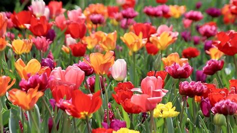 Spring Box Water Development 的图像结果