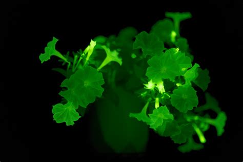 Glowing plants by Light Bio