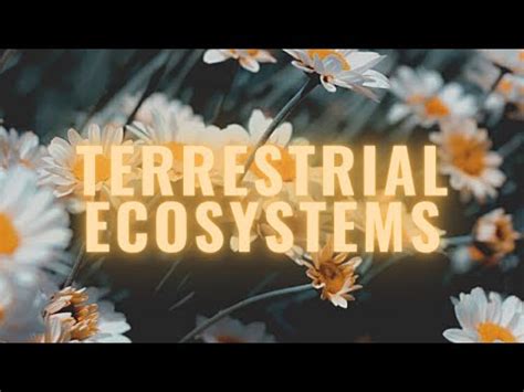 Ecosystem Types - Terrestrial Ecosystems Video Lecture - Biology for JAMB