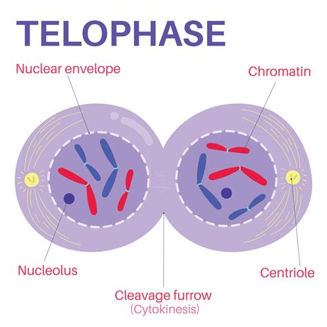 Telophase is the final phase of mitosis. 15274240 Vector Art at Vecteezy