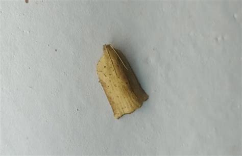 Tortricidae-genera spp. | Moths